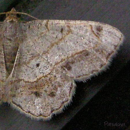 ウスオエダシャク