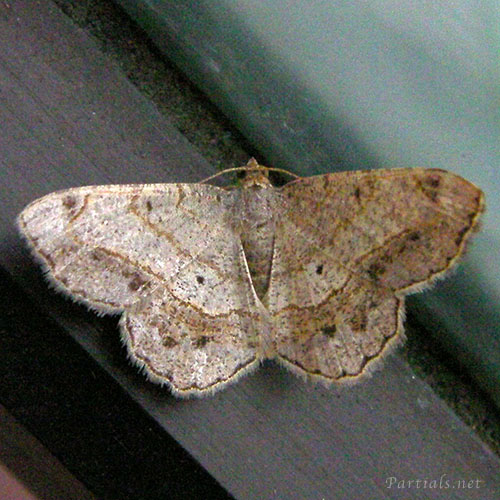 ウスオエダシャク