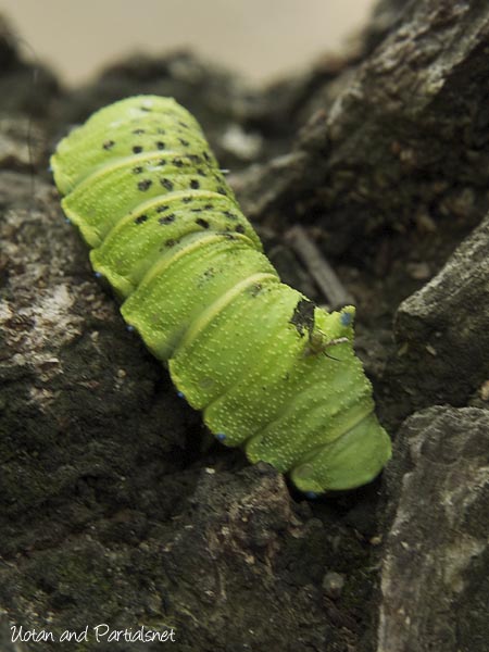 ウスタビガの幼虫
