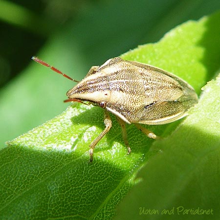 ウズラカメムシ