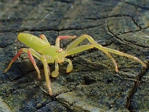 ワカバグモ　雄