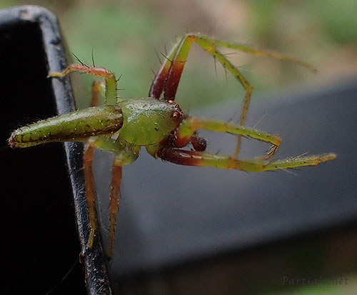 ワカバグモ　♂
