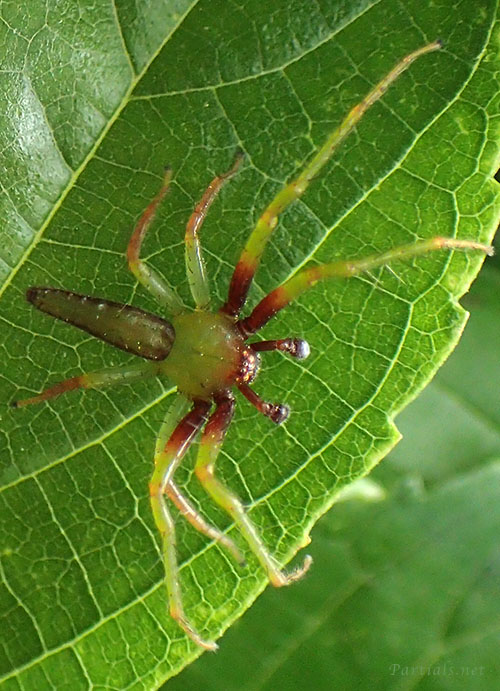 ワカバグモ　♂