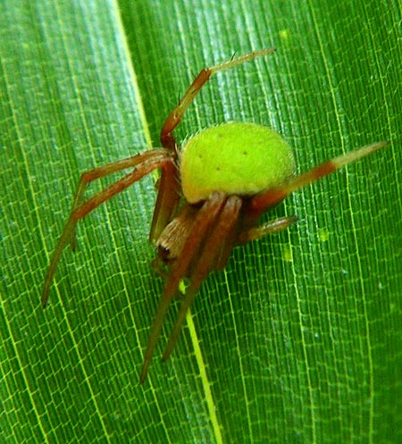 ワキグロサツマノミダマシ・メス