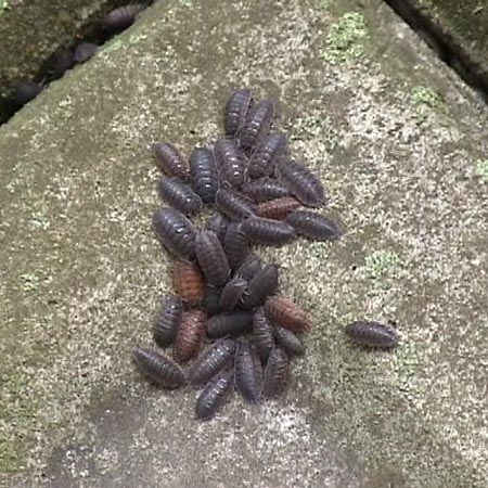 ワラジムシの群れ