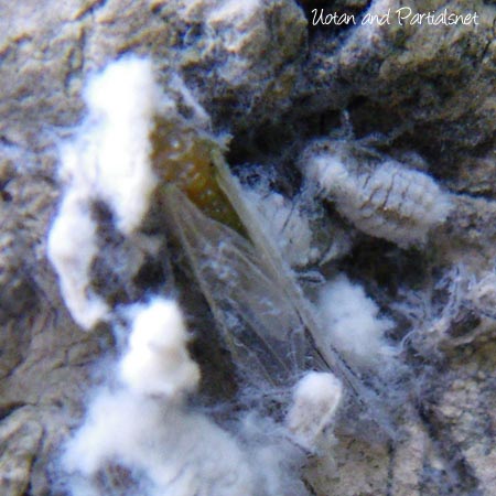 ワタアブラムシ