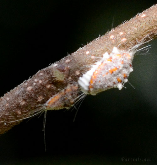 イセリヤカイガラムシ