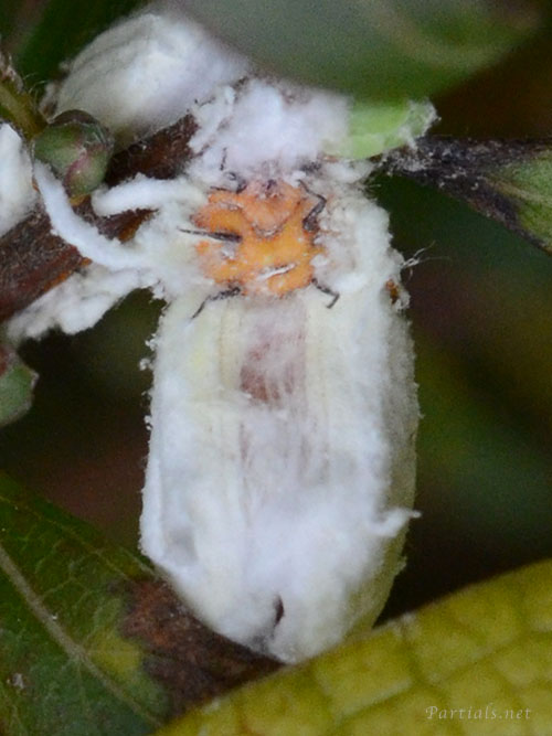 イケリアカイガラムシ