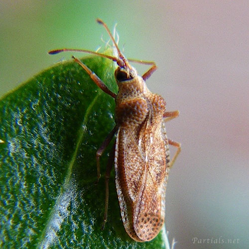 ヤブガラシグンバイ