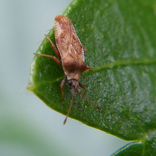 ヤブガラシグンバイ