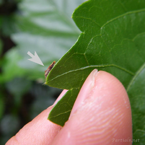 ヤブガラシグンバイ