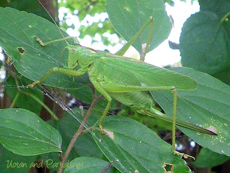 ヤブキリ・メス