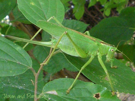 ヤブキリ・メス