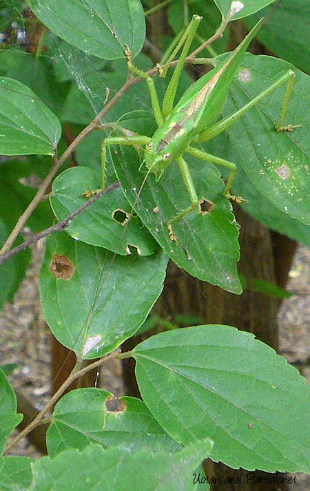 ヤブキリ・メス