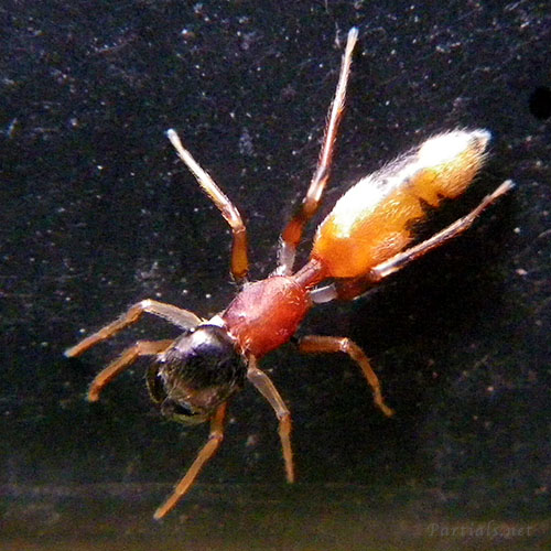 ヤガタアリグモ ♀または亜成体