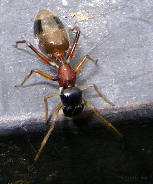 ヤガタアリグモ メスまたは亜成体