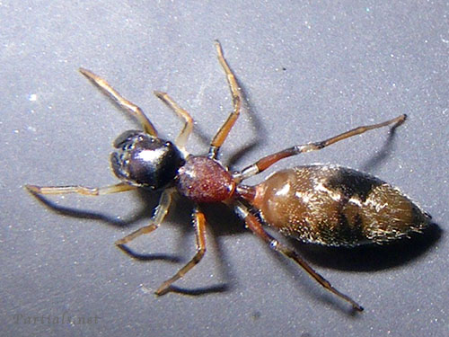 ヤガタアリグモ 雌または亜成体