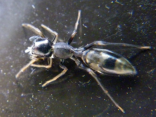 ヤガタアリグモ 雌または亜成体