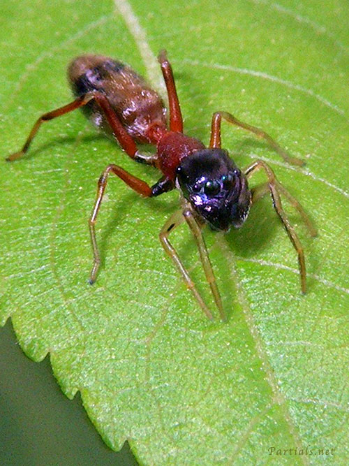 ヤガタアリグモ 雌または亜成体