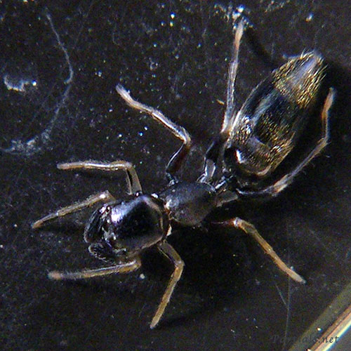 ヤガタアリグモ 雌または亜成体