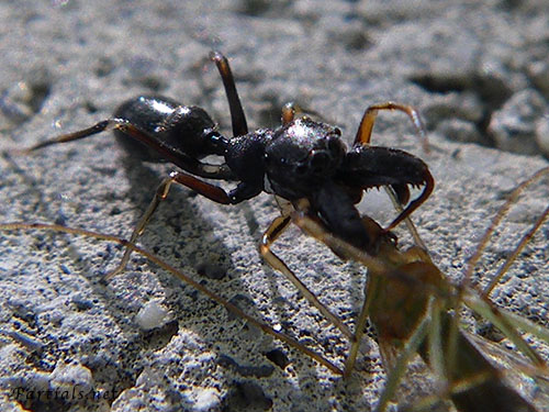 ヤガタアリグモ♂