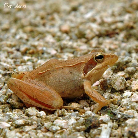 ヤマアカガエル