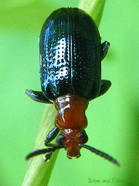 ヤマイモハムシ