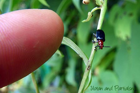 ヤマイモハムシ