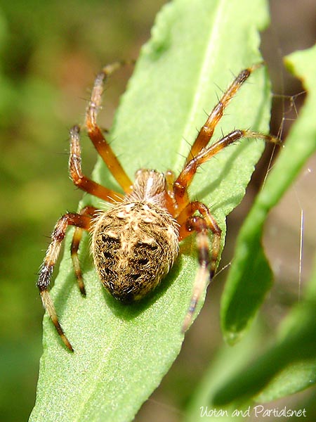 ヤマシロオニグモ