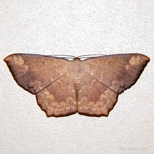 ヤマトエダシャク