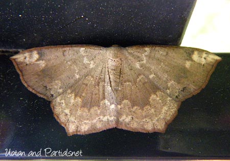 ヤマトエダシャク