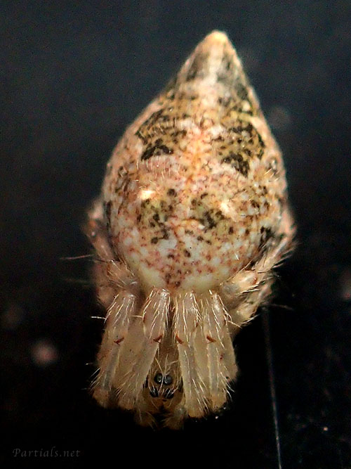 ヤマトゴミグモ