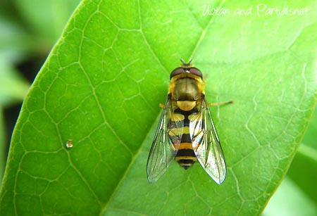 ヤマトヒラタアブ