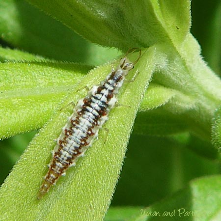 ヤマトクサカゲロウ幼虫