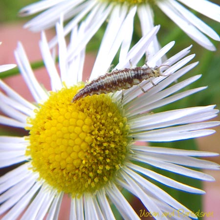 ヤマトクサカゲロウ幼虫