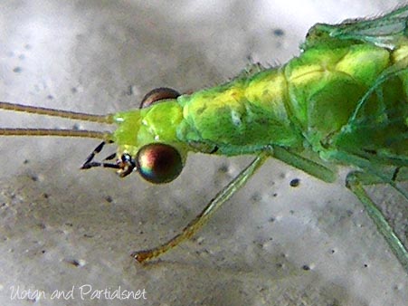 ヤマトクサカゲロウ成虫