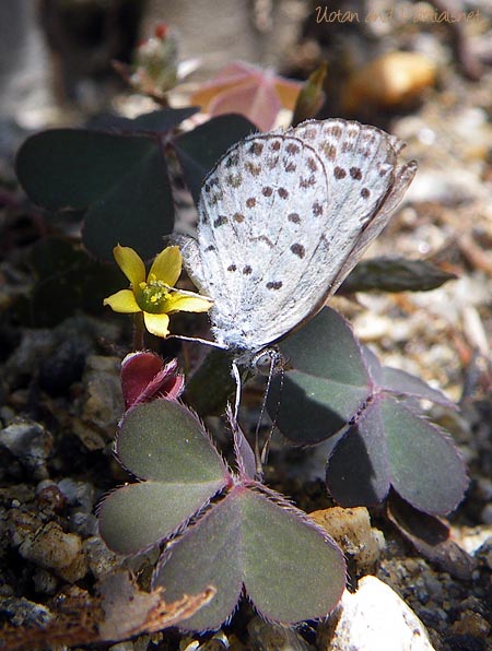 ヤマトシジミの産卵