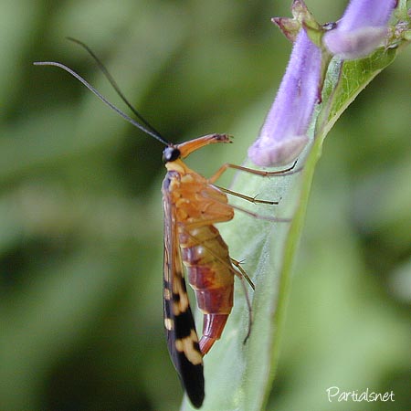 ヤマトシリアゲ・ベッコウシリアゲのメス