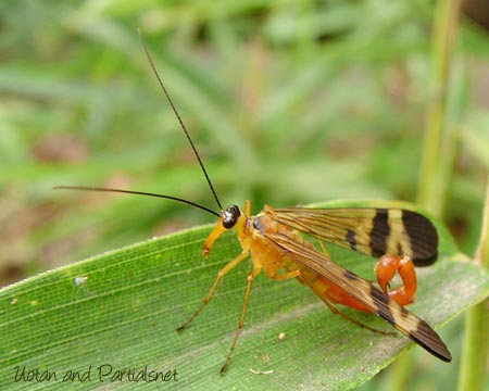 ヤマトシリアゲ・ベッコウシリアゲのオス