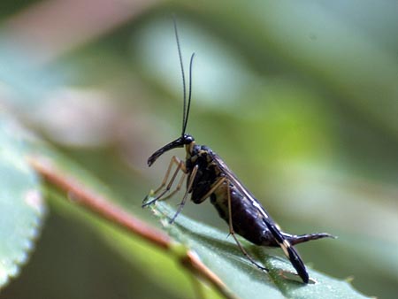 ヤマトシリアゲのメス