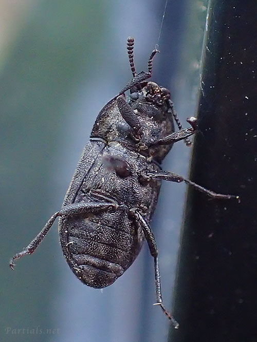 ヤマトスナゴミムシダマシ