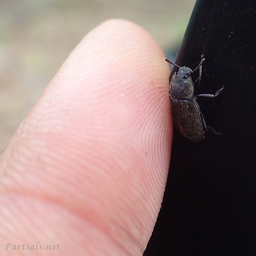 ヤマトスナゴミムシダマシ