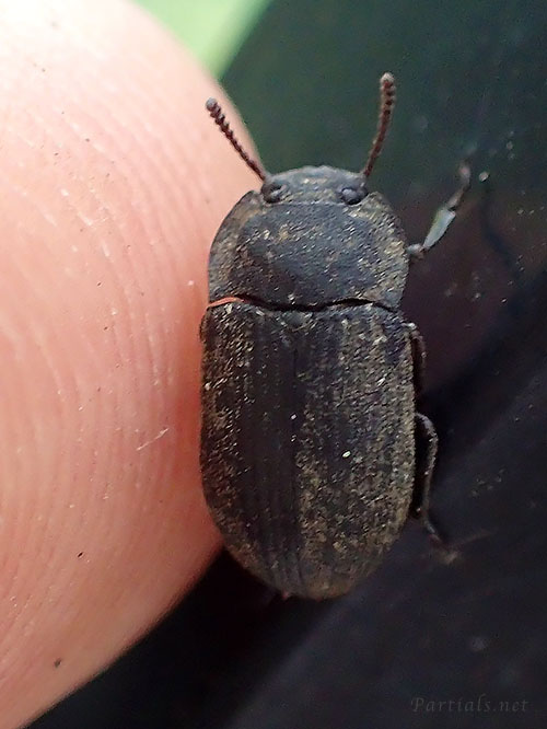 ヤマトスナゴミムシダマシ