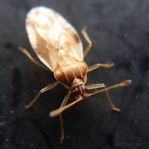 ヤナギグンバイ