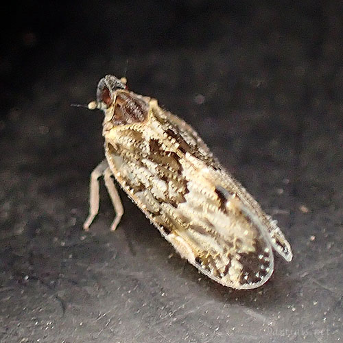 ヤナギカワウンカ