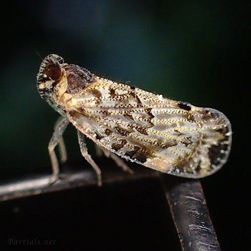 ヤナギカワウンカ