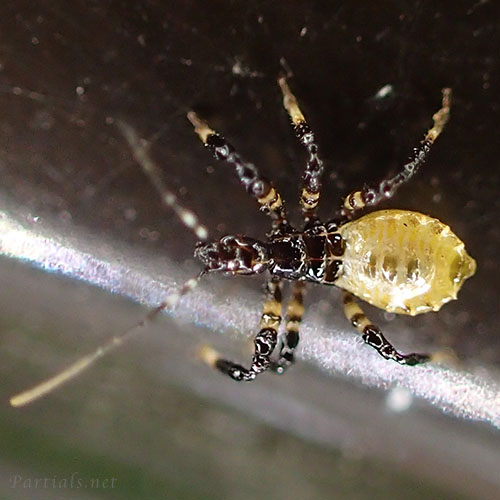 ヤニサシガメ若齢幼虫