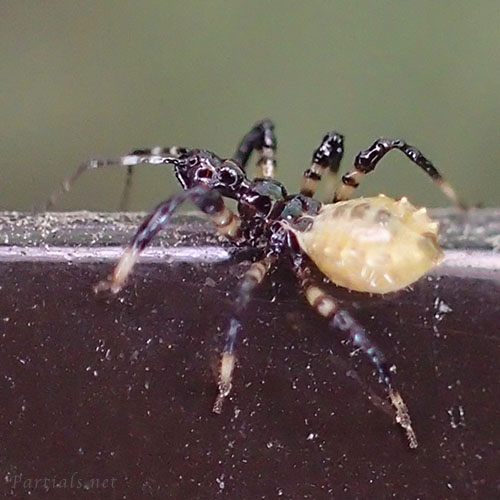 ヤニサシガメ若齢幼虫