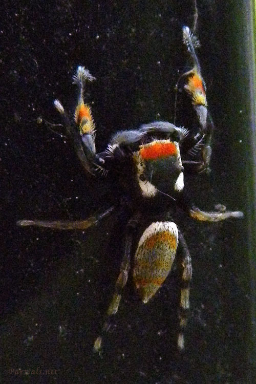 ヨダンハエトリ雄