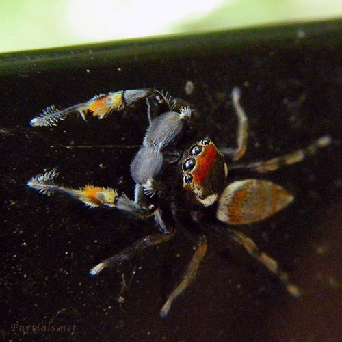 ヨダンハエトリ♂